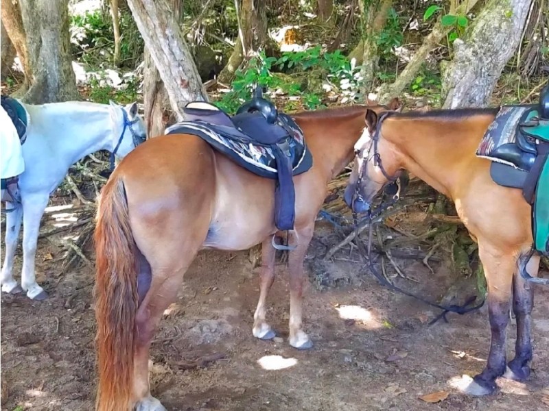 So That Happened: When an Alpha Horse Decided I Wasn’t in&nbsp;Charge